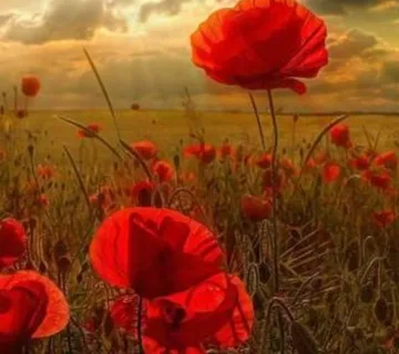 Slikanje po brojevima dimenzije 50cm x 40cm, poppies under the sun - cover