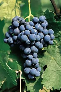 CABERNET FRANC VCR10 - cover