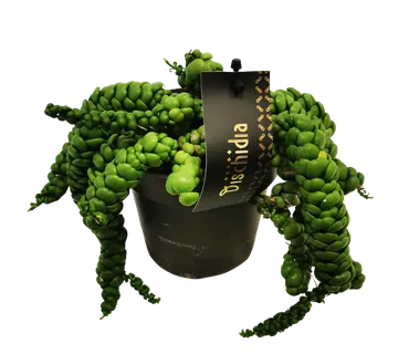 DISCHIDIA”Pangolin Kisses” - cover