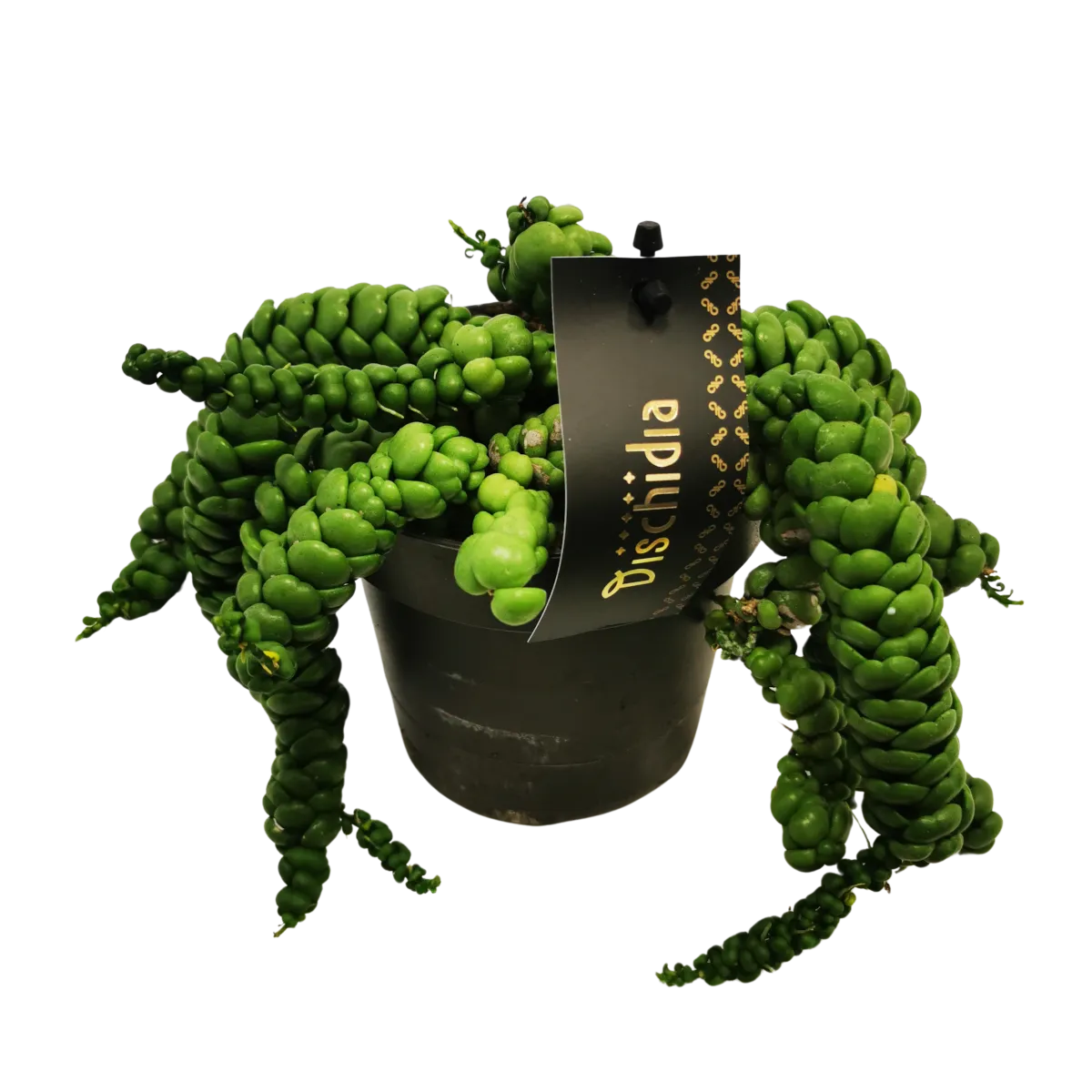 DISCHIDIA”Pangolin Kisses” - cover