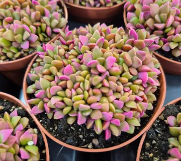 ANACAMPSEROS - cover