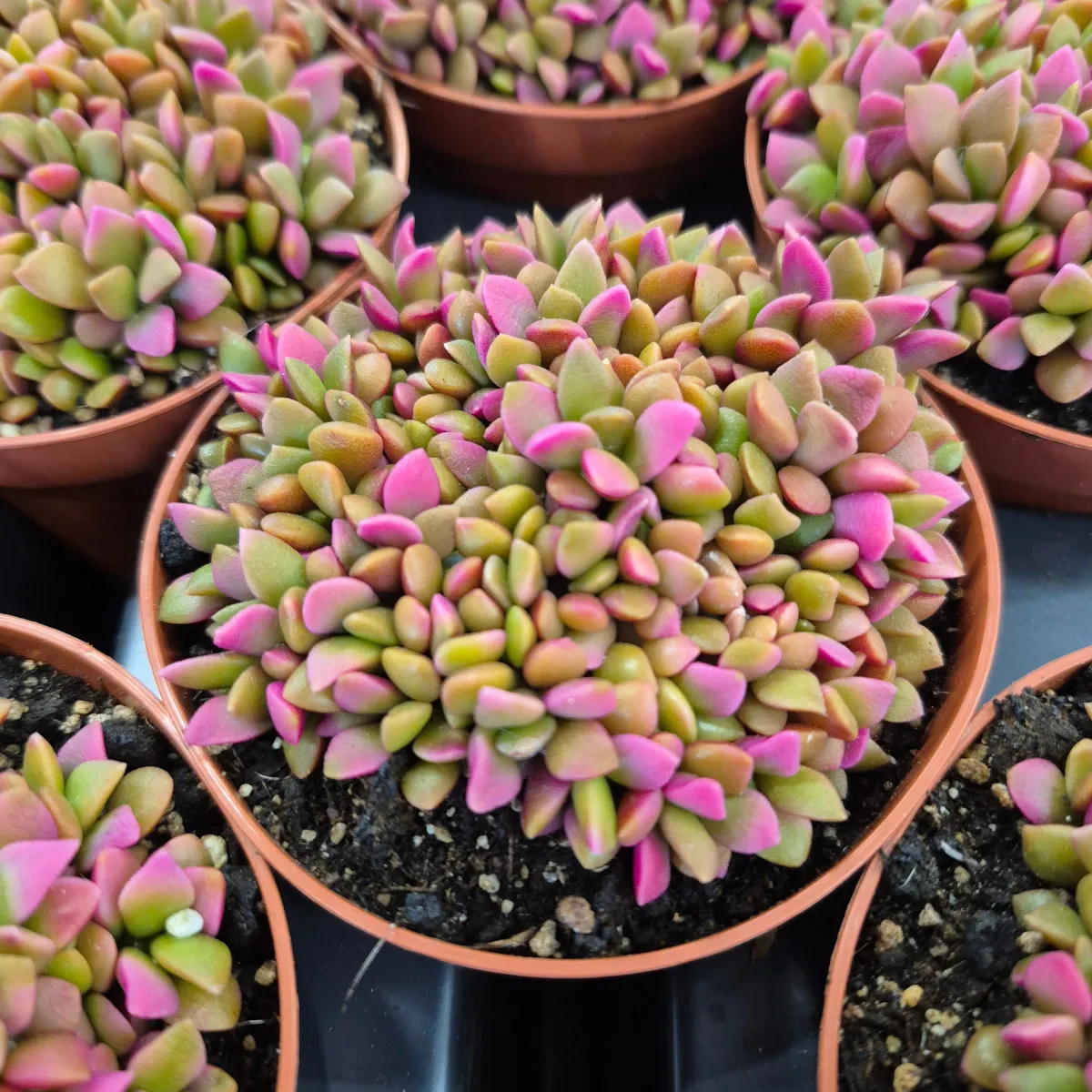 ANACAMPSEROS - cover