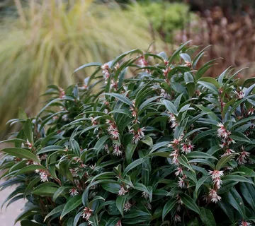 SARCOCOCCA sp. - cover