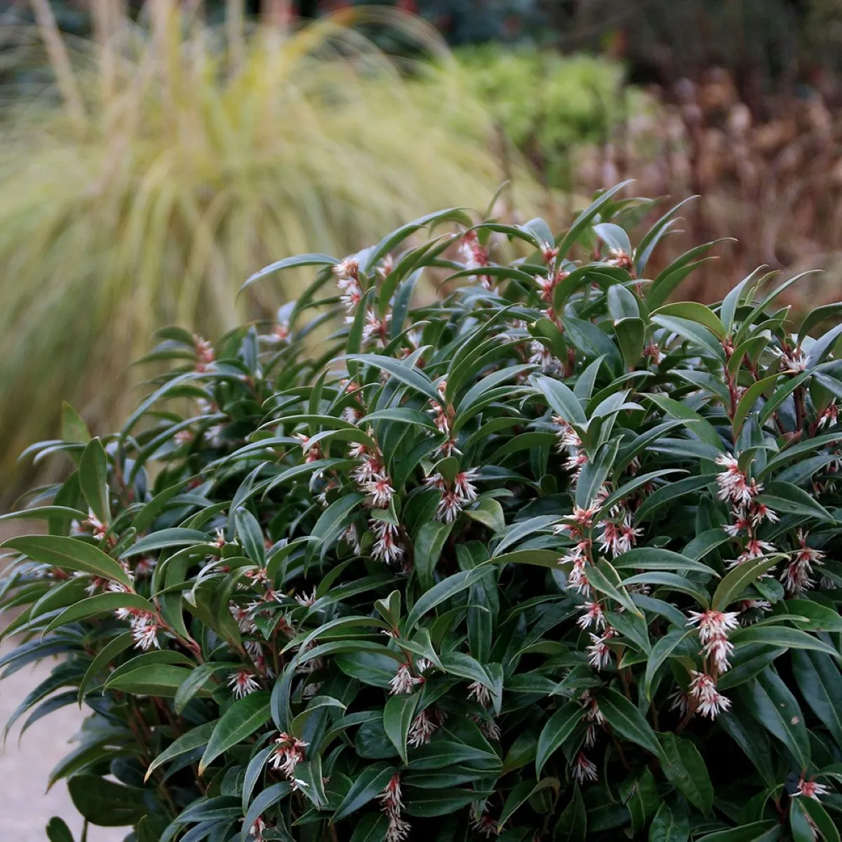 SARCOCOCCA sp. - cover