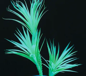 EUROPALMS Yucca palm tree, uv-green, 90cm - cover
