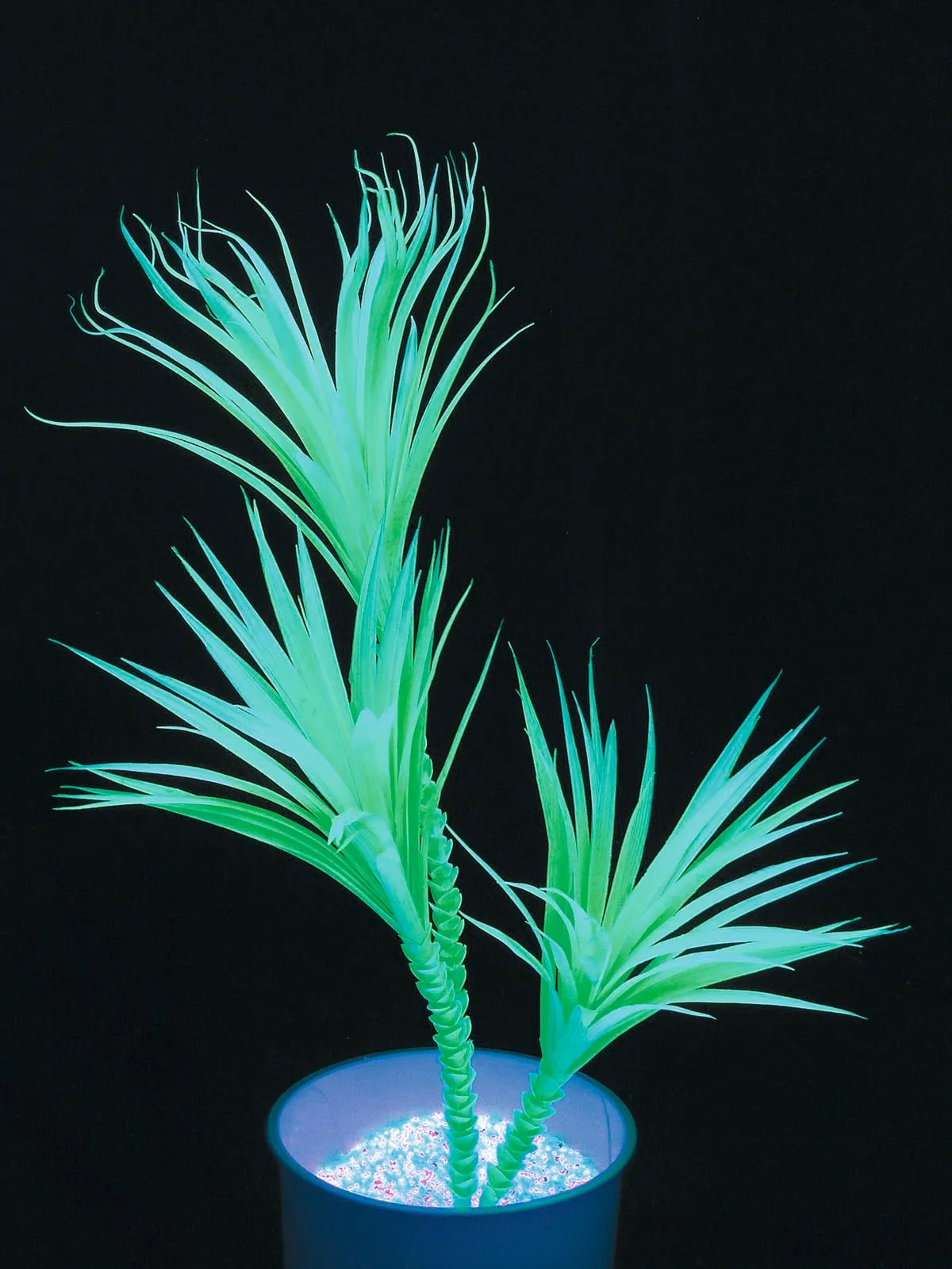 EUROPALMS Yucca palm tree, uv-green, 90cm - cover