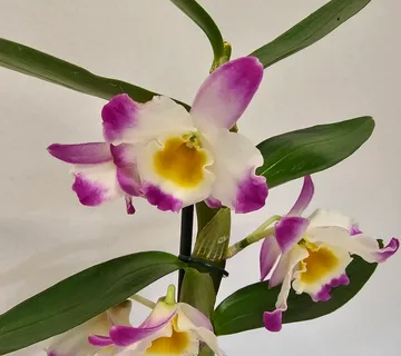 DENDROBIUM NOBILE/orhideja - cover