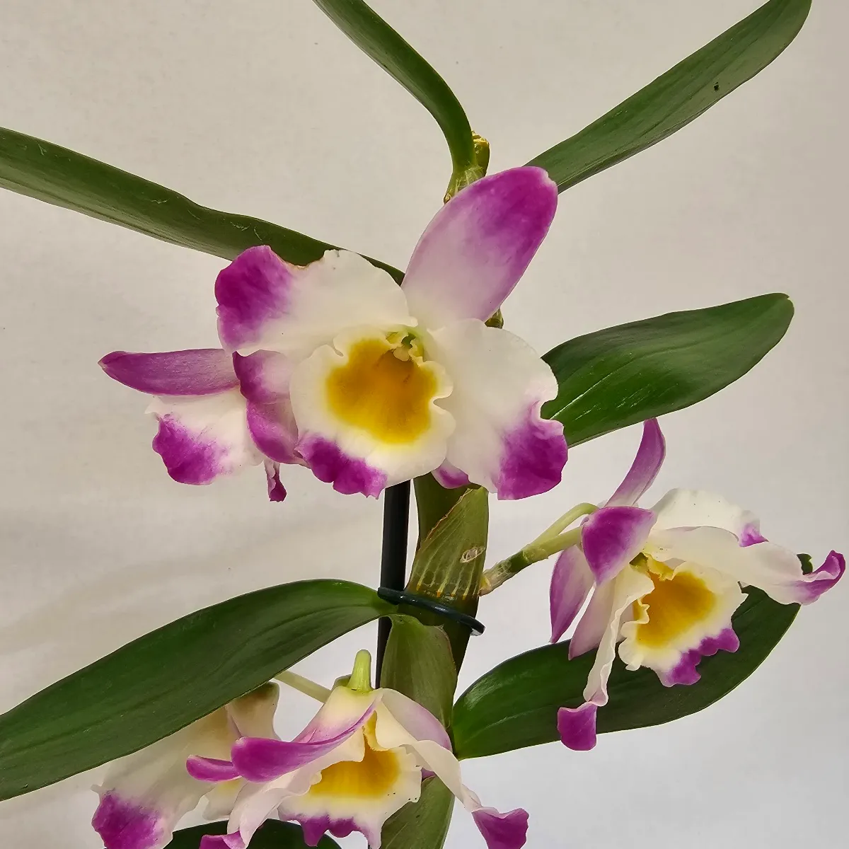 DENDROBIUM NOBILE/orhideja - cover