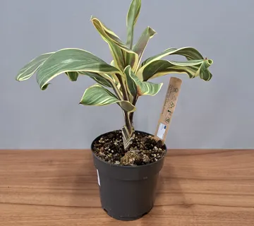 CORDYLINE ‘Chocolate Queen’ - cover