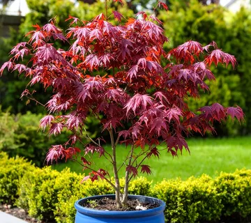 ACER PAL.”Brown Sugar” - cover