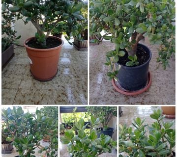 CRASSULA OVATA - DRVO ŽADA - cover