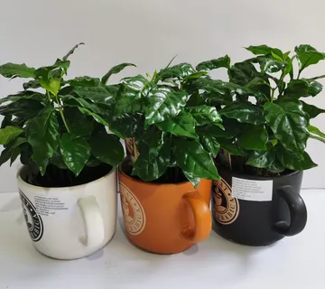 COFFEE ARABICA “Nana” - cover