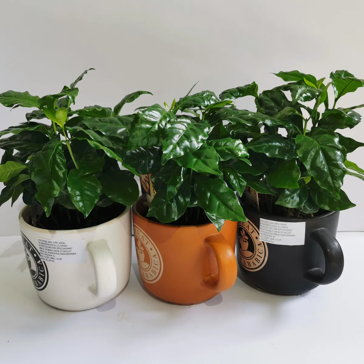 COFFEE ARABICA “Nana” - cover