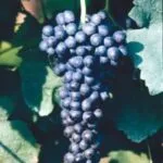 CABERNET SAUVIGNON VCR19 - cover