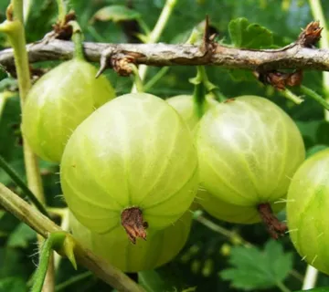 OGROZD ZELENI “Hinnonmaki Gron” - cover