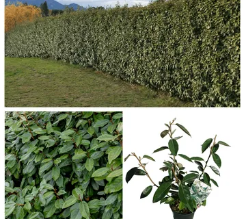 ELAEAGNUS EBBINGEI - cover