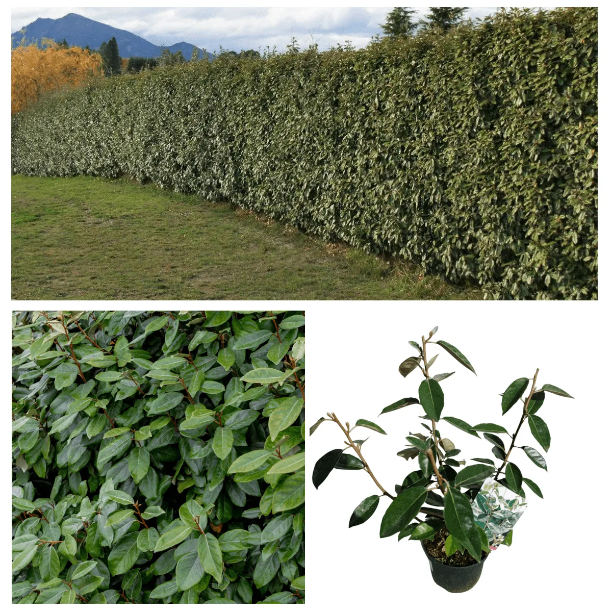 ELAEAGNUS EBBINGEI - cover