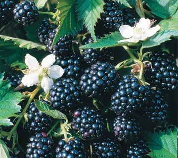 KUPINA “Loch Ness” - cover