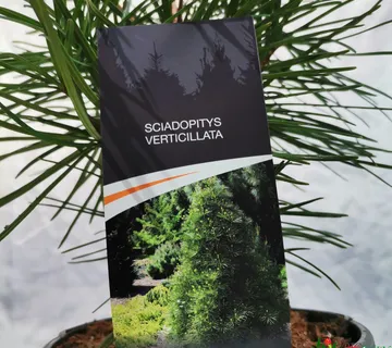 SCIADOPITYS VERTICILLATA - cover
