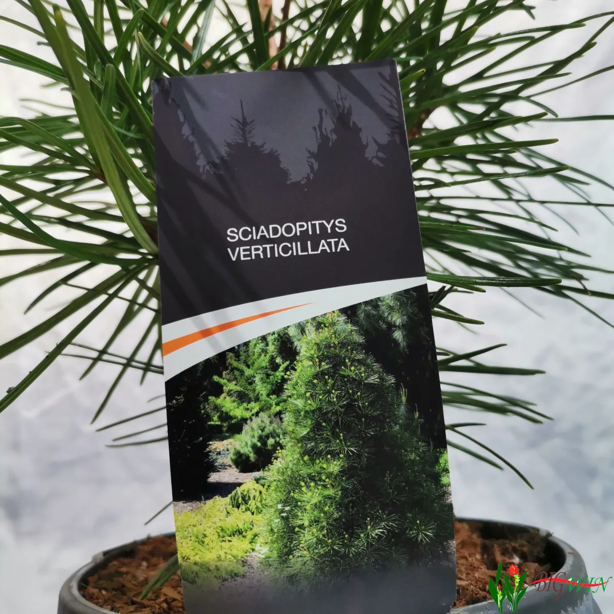 SCIADOPITYS VERTICILLATA - cover
