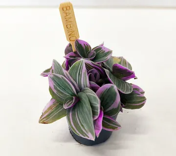 TRADESCANTIA Sweetness - cover