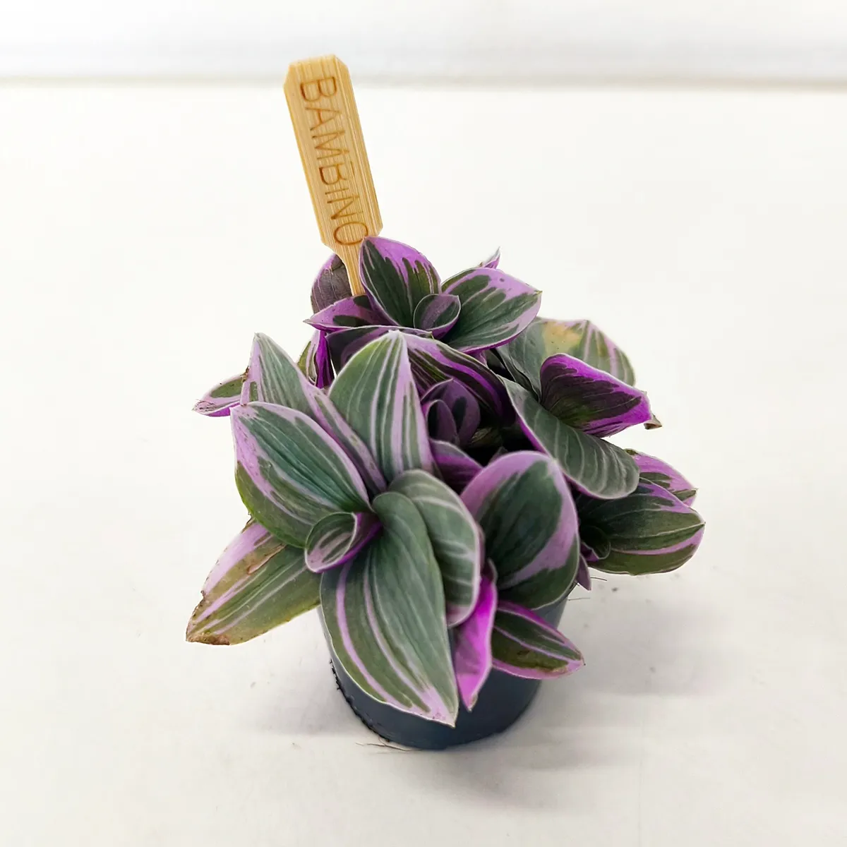 TRADESCANTIA Sweetness - cover