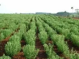 Stevia sadnica - cover