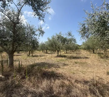 Maslinik u rodu – 98 stabala na 3.360 m², Kaštelir – okolica, PZ-249-1 - Kaštelir, Kaštelir - Labinci