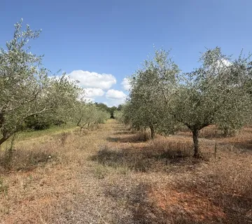 Maslinik u rodu – 152 stabla na 4830 m², Kaštelir – okolica, PZ-249-2 - Kaštelir, Kaštelir - Labinci