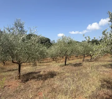 Maslinik na 12101m2, 240 stabala u rodu – Kaštelir – okolica, PZ-249-3 - Kaštelir, Kaštelir - Labinci