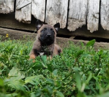 Čistokrvni štenci belgijskog ovčara Malinois *SLIKE i VIDEO* - cover