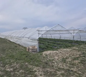 Veroneze plastenici - Zagreb