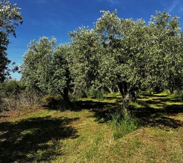 Prodaje se suvlasnički udio (3/26) na poljoprivrednom zemljištu od 61.673 m² - cover