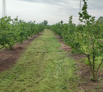 NASAD LJEŠNJAKA - 160 SADNICA, SRAČINEC - cover