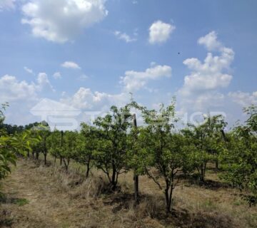 Strmec Bukevski, Plantaža krušaka viljamovki s 760 sadnih mjesta 1.2ha - cover