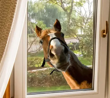 3D zidna naljepnica - Konj - cover