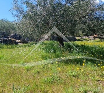 Uređen, višegodišnji maslinik s pogledom na more!! Plano (Trogir) - cover