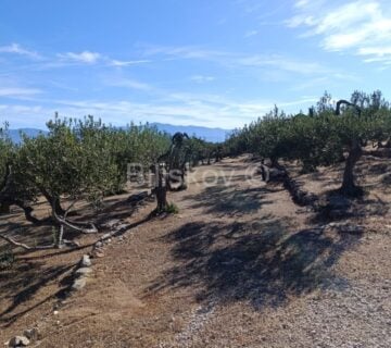 Prodaja, Maslinik 9100 m2, Supetar, Otok Brač - cover