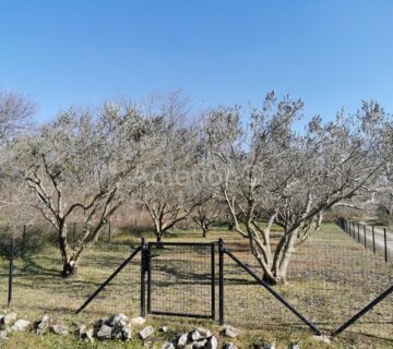 VRSI - maslenik - 465 m2 - cover