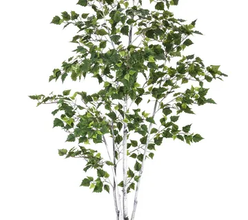 EUROPALMS Birch tree, 210cm - cover