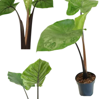 ALOCASIA “Black Cobra” - cover