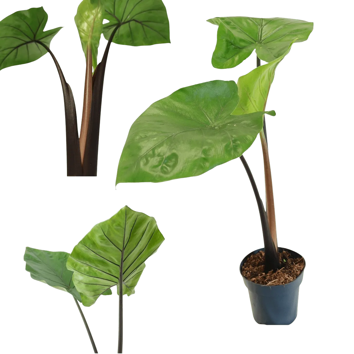 ALOCASIA “Black Cobra” - cover