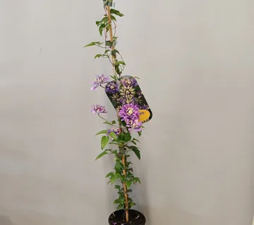 CLEMATIS FLO. “Taiga” - cover