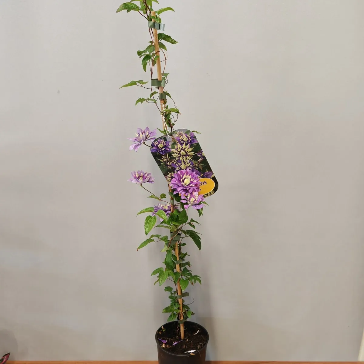 CLEMATIS FLO. “Taiga” - cover