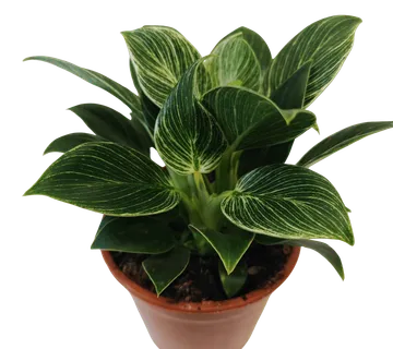 PHILODENDRON “Birkin” - cover