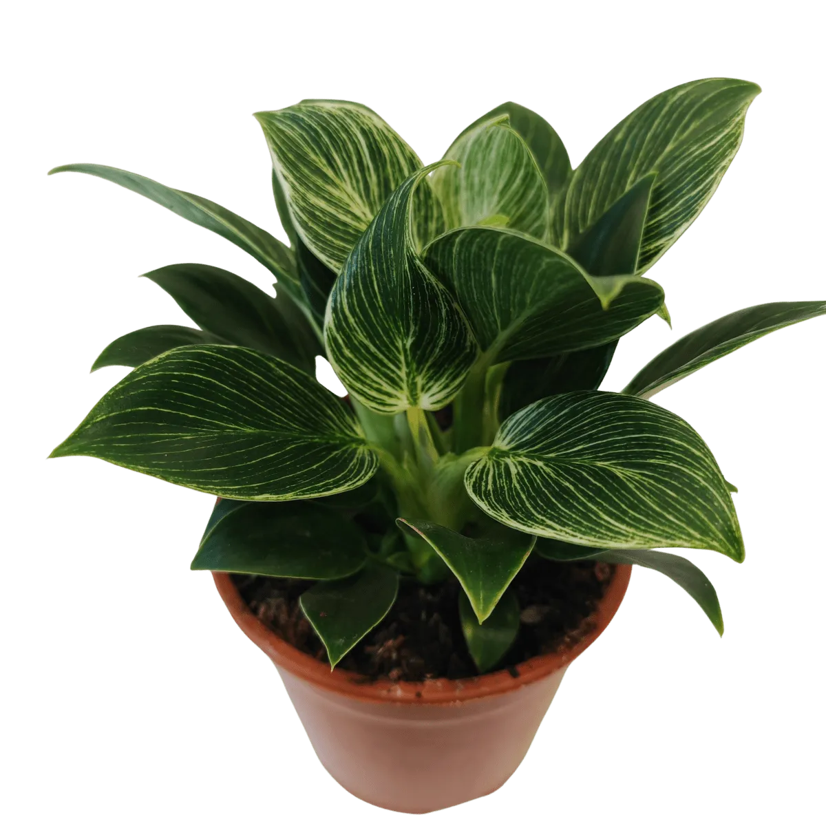 PHILODENDRON “Birkin” - cover