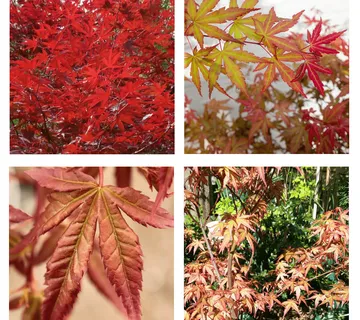 ACER PALMATUM “Redwine” - cover