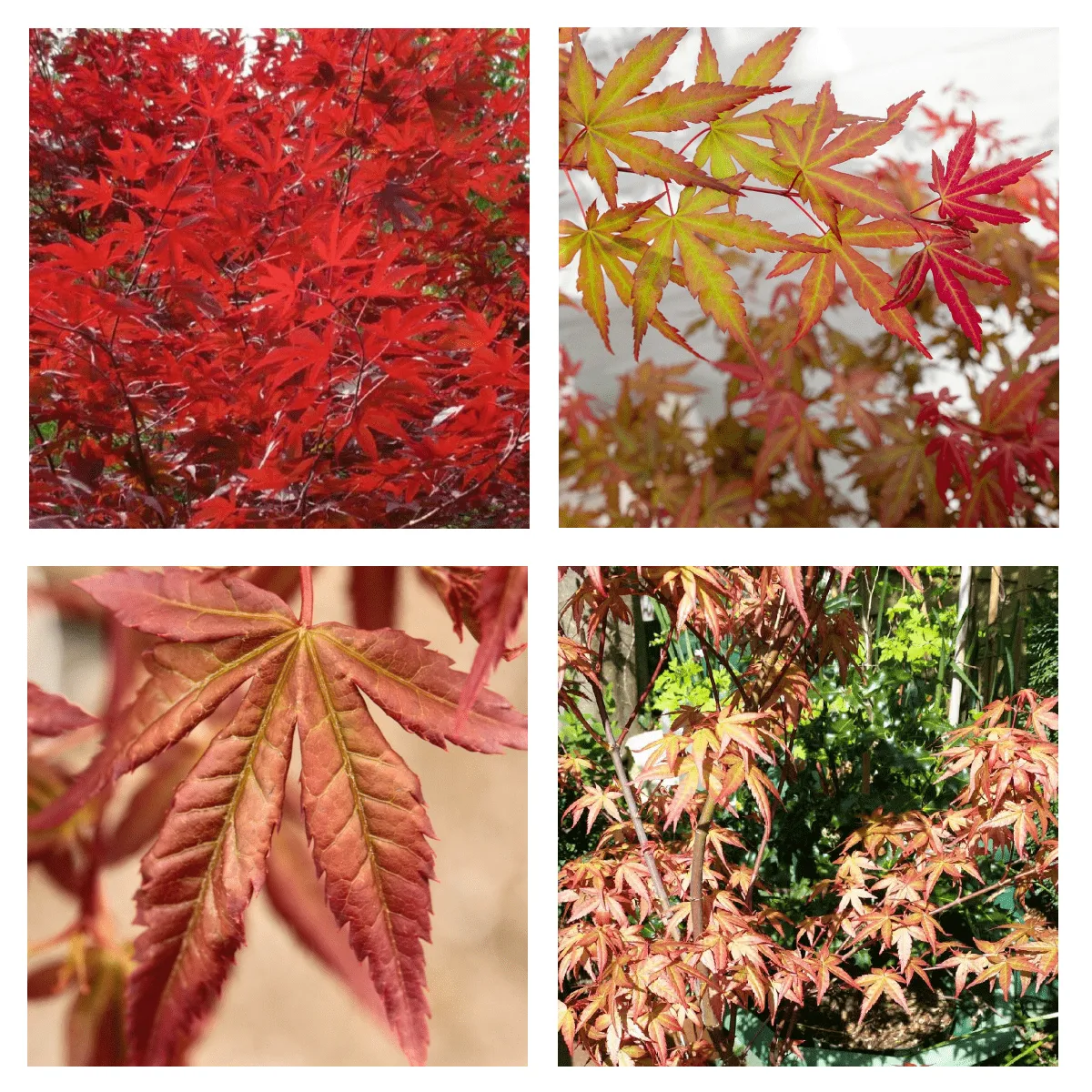 ACER PALMATUM “Redwine” - cover