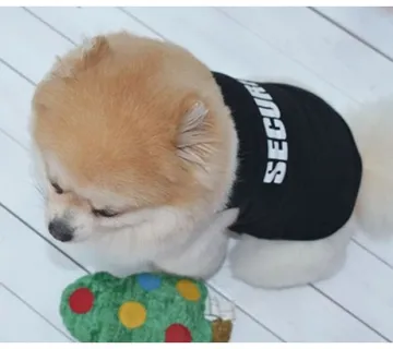 Odjeća za psa- Security - cover