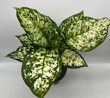 AGLAONEMA “Ivory Jade” - cover